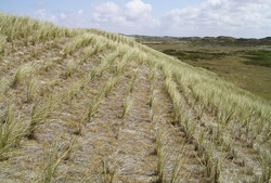 langeoog3