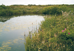 wangerooge5