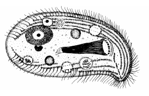 pseudochilodonopsis_mutabilis_ms.gif