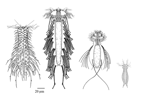 gastrotricha01_ak.gif