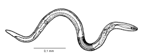 nematoda01_ms.gif