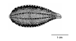 glossifonia_complanata_ms.gif