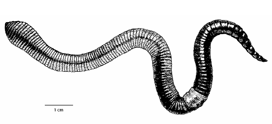 lumbricus_terrestris_ms.gif