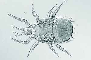 asca_bicornis_hak.jpg