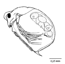 scapholeberis_rammneri_ms.gif