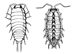 oniscidea01_ms.gif