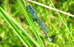 coenagrion_lunulatum_m_tl.jpg