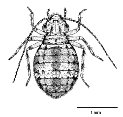 cerobasis_guestfalica_ms.gif