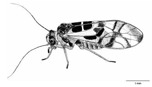 graphopsocus_cruciatus_ms.gif