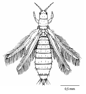 limothrips_cerealium_ms.gif