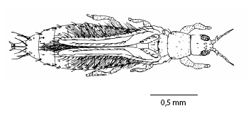 limothrips_denticornis_fem_ms.gif