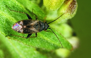 europiella_artemisiae_ew.jpg