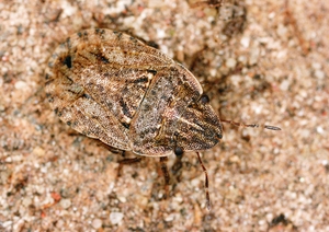 sciocoris_cursitans_ew.jpg