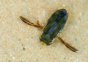 corixa_punctata_ew.jpg