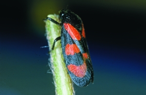 cercopis_vulnerata_rn.jpg