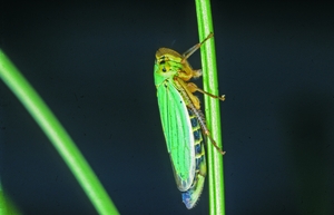 cicadella_viridis2_rn.jpg