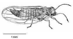 cacopsylla_parvipennis_ms.gif