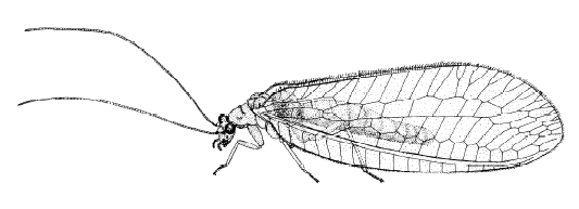 chrysopa_abbreviata_ms.gif