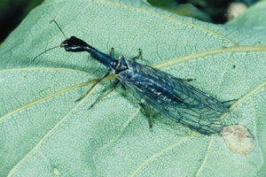 raphidioptera_vh.jpg