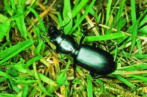 roscus_cephalotes_hk.jpg