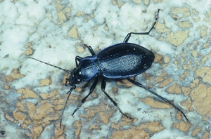 carabus_problematicus_vh.jpg