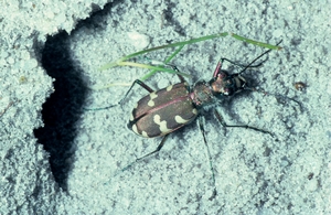 cicindela_hybrida_vh.jpg