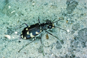 cicindela_maritima_hk.jpg