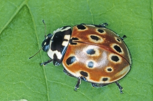 anatis_ocellata_hk.jpg