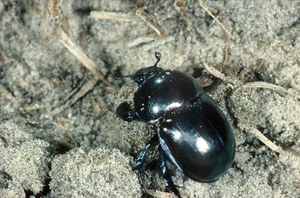 geotrupes_vernalis_vh.jpg