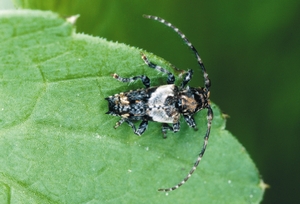 pogonocherus_hispidus_hk.jpg