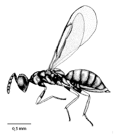 diglyphus_isaea_ms.gif