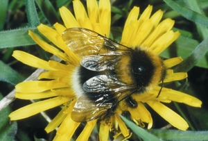 bombus_jonellus_vh.jpg