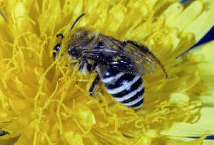 colletes_halophilus_vh.jpg