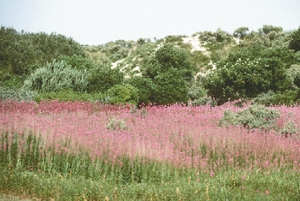 epilobium_angustifolium_vh.jpg