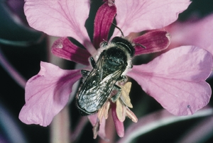 megachile_lapponica_vh.jpg