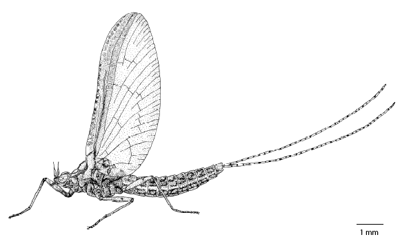 cloeon_dipterum_ms.gif