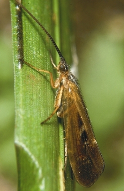 limnephilus_auricula_hf.jpg