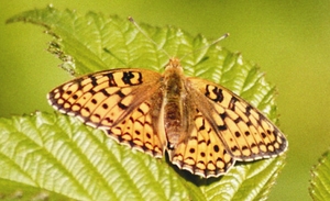 argynnis_niobe_bn.jpg