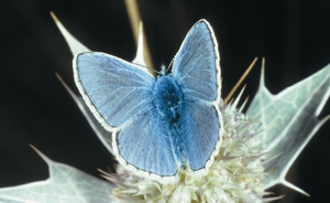 polyommatus_icarus_vh.jpg