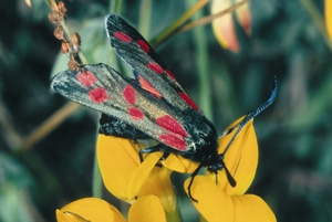 zygaena_filipendulae_vh.jpg