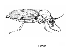 culicoides_ms.gif