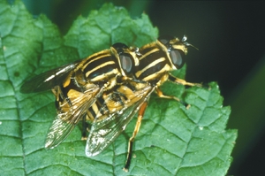 helophilus_pendulus_vh.jpg