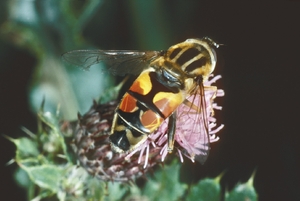 helophilus_trivittatus_vh.jpg