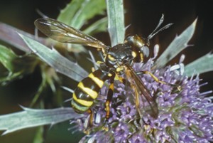 conopidae_vh.jpg