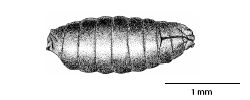 liriomyza_flaveola_puparium_ms.gif