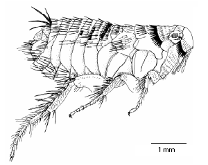 hystrichopsylla_talpae_ms.gif