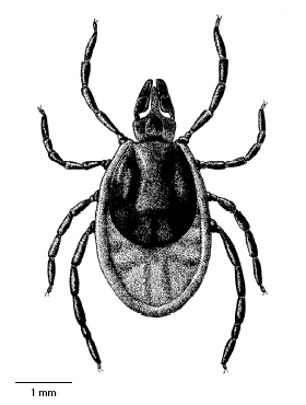 ixodes_ricinus_ms.gif