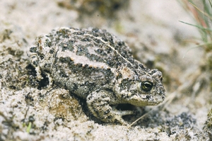 bufo_calamita_rp.jpg