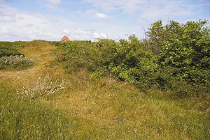 habitat_waldeidechse_spiekeroog_rp.jpg