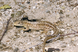 lacerta_agilis_rp.jpg